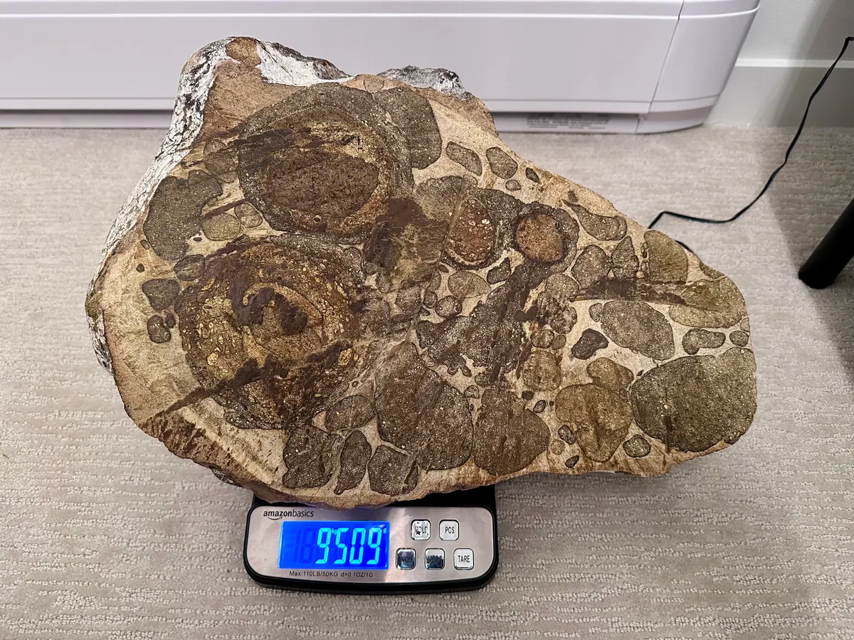 Well-aged authentic ambergris specimen