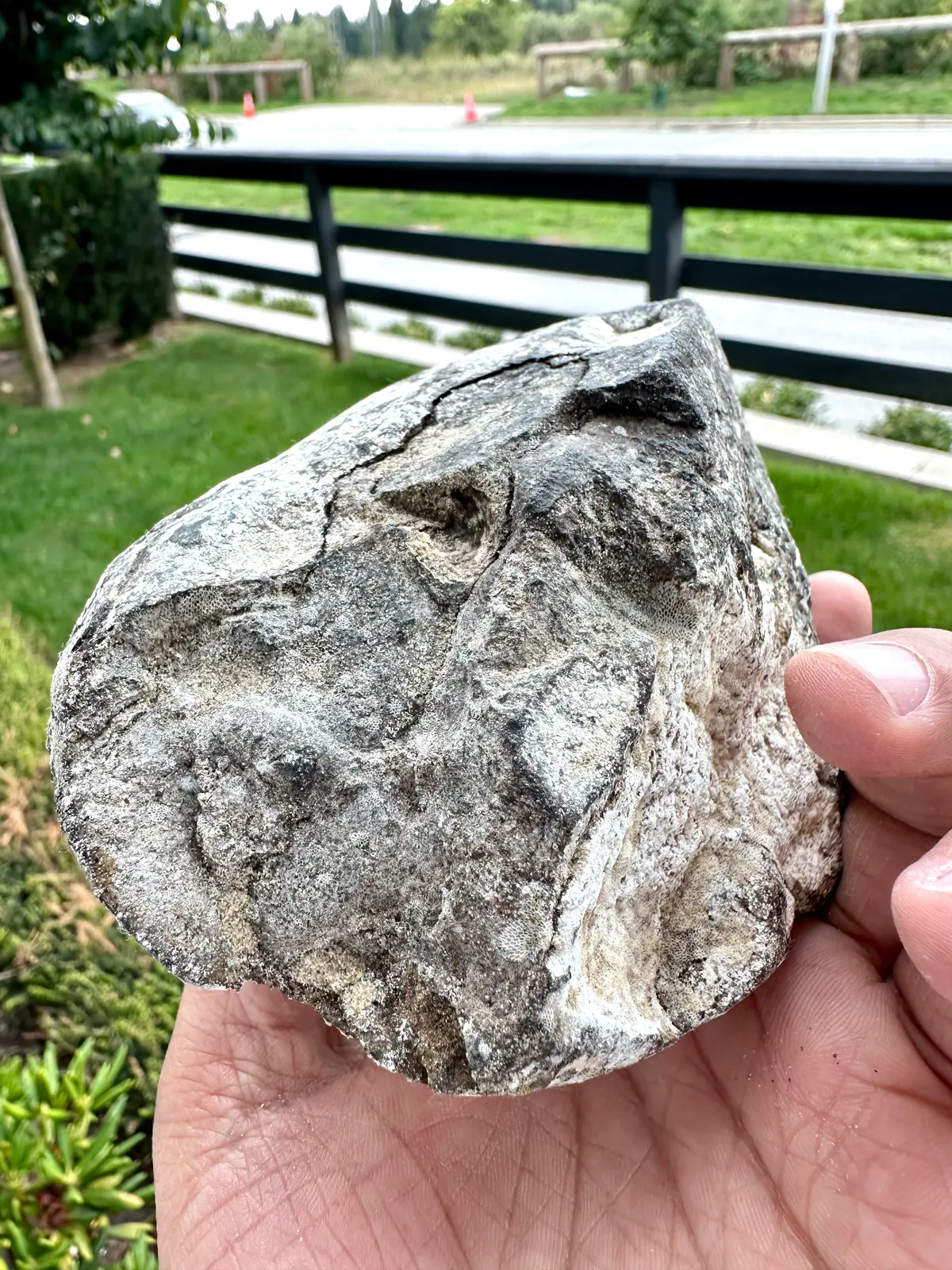 Authentic ambergris piece held in hand
