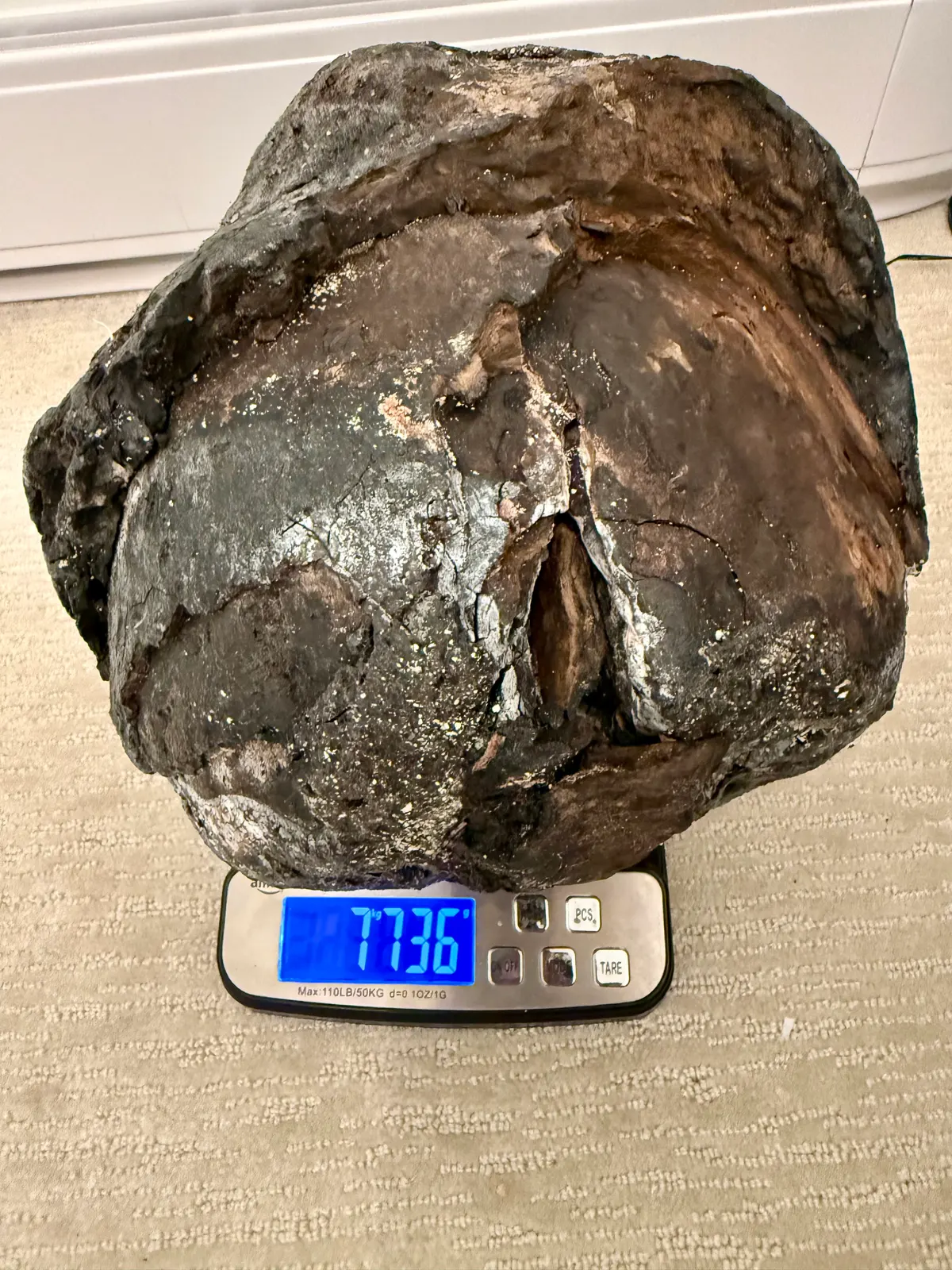 Large dark ambergris specimen on scale showing 7726g weight