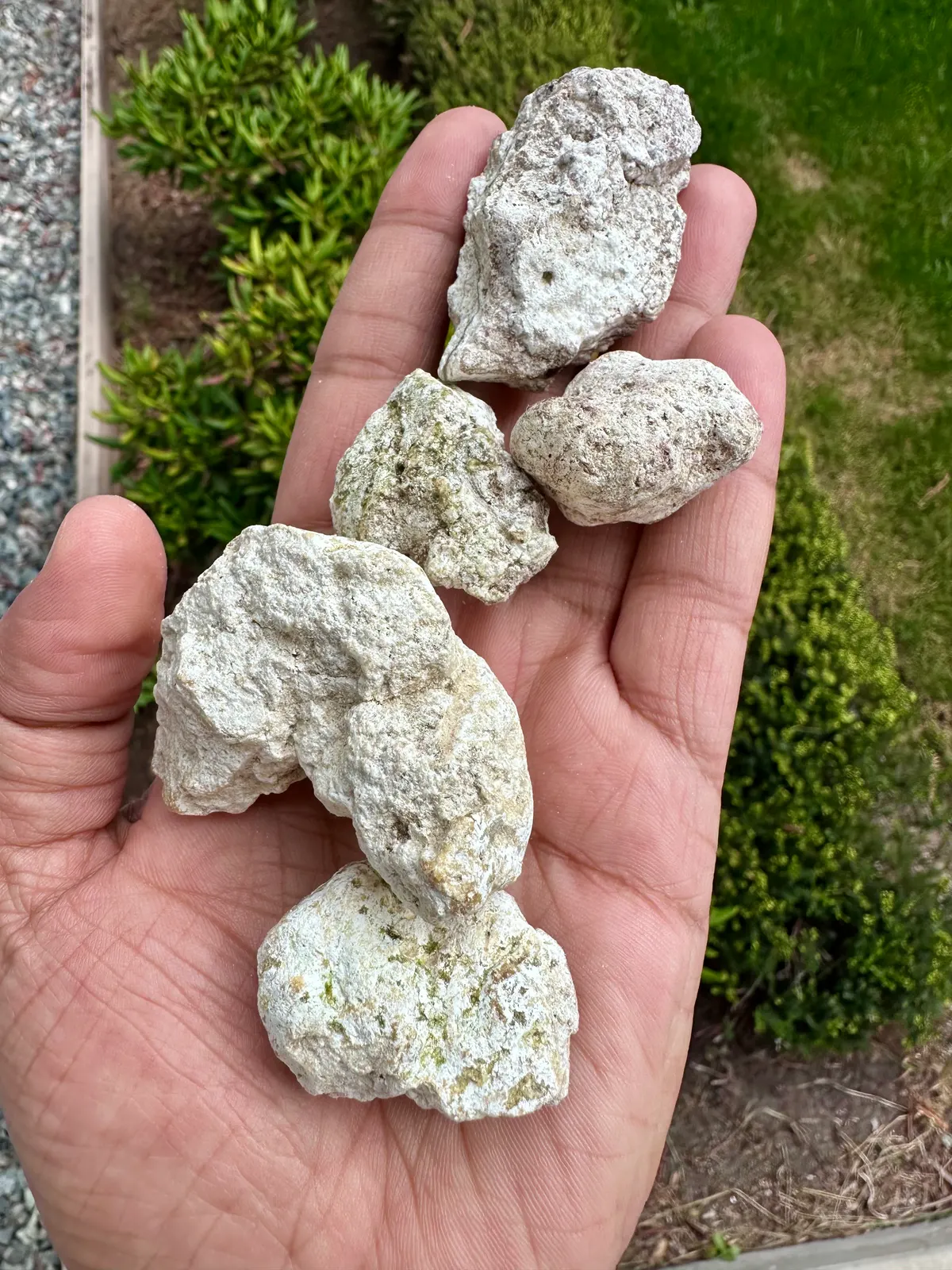 Multiple authentic ambergris pieces