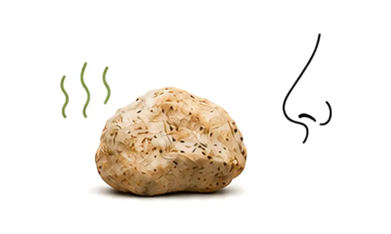 Illustration: a piece of ambergris giving off a smell, next to a nose