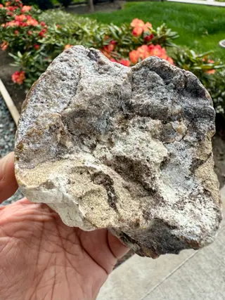 The other side of the angular grey-white ambergris piece, held in hand
