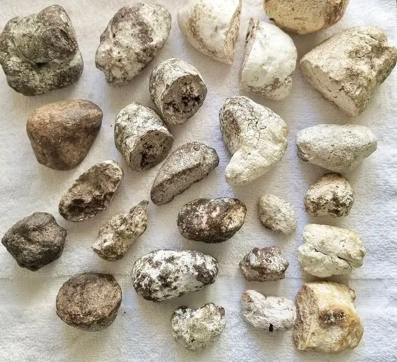 About twenty-five assorted ambergris pieces from white to dark brown on a white towel