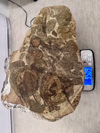 The 9.51 kg ambergris slab on a digital scale, seen from above