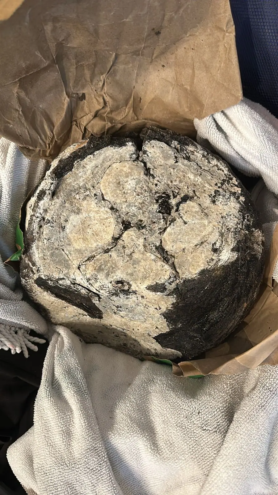 A round ambergris piece with a pale cracked face and a black rim, in a paper bag