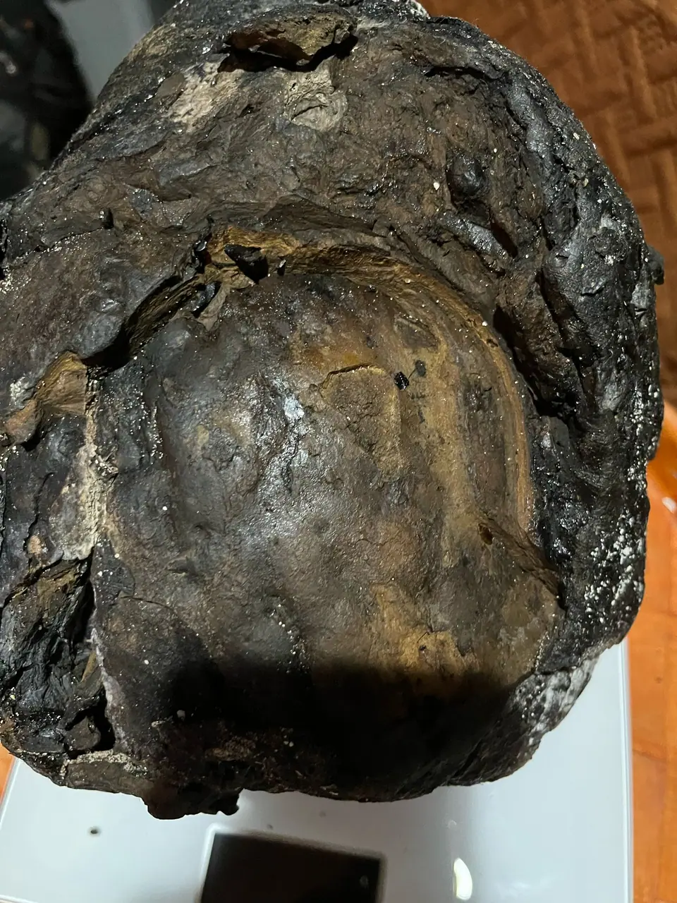 The smooth brown inner face of the 7.74 kg dark piece of ambergris