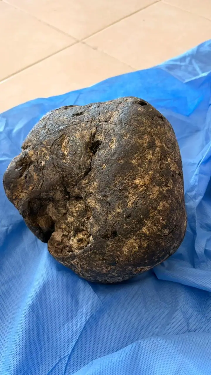 A rounded dark brown ambergris piece with tan mottling, resting on a blue cloth