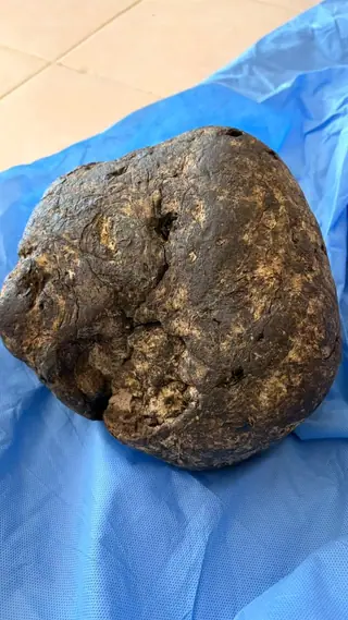 The rounded dark brown ambergris piece from the front, slightly closer, on a blue cloth