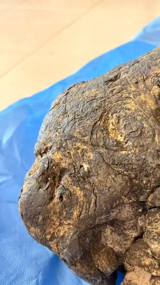 Close-up of the edge of the dark brown ambergris piece, with fine cracks and swirl lines
