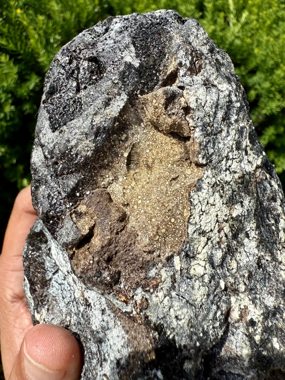 A dark grey ambergris piece with a sandy tan inside, in hand