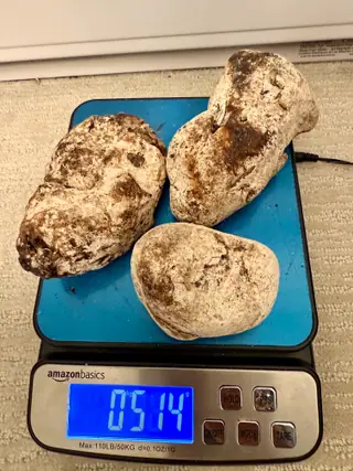 Three cream and brown ambergris pieces from the sorted lot on a blue digital scale