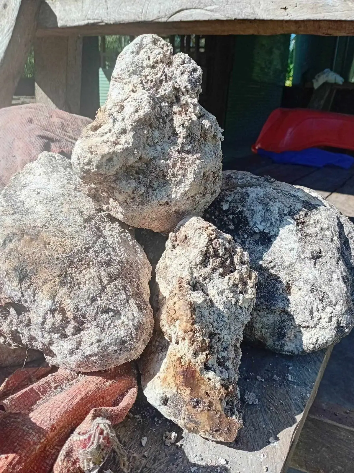 Four large grey-white porous ambergris pieces stacked on a wooden table outdoors