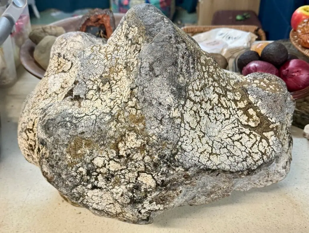 A large grey ambergris piece with a white crackled crust on a kitchen table