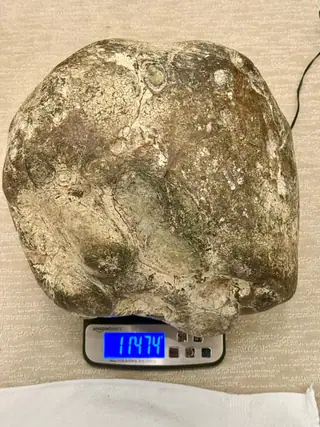 The 11.46 kg ringed ambergris piece on a digital scale on carpet