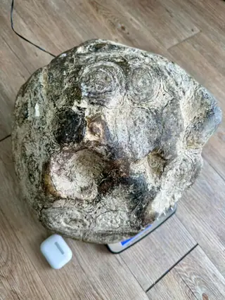 Concentric rings on top of the 11.46 kg ambergris piece, an earbud case beside it for scale