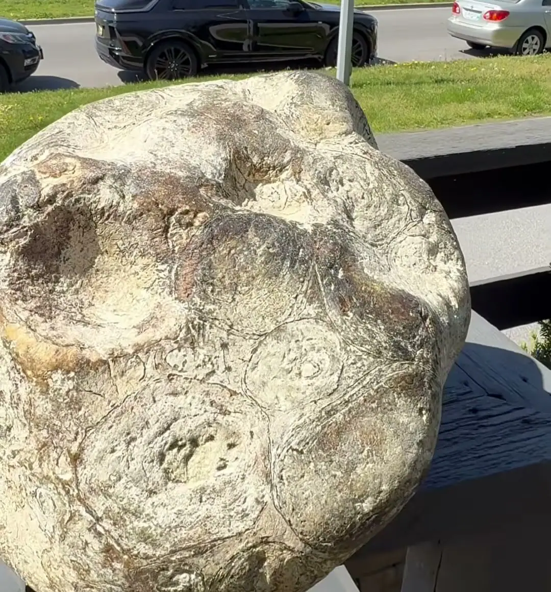 A hand resting on the 11.46 kg ringed piece of ambergris