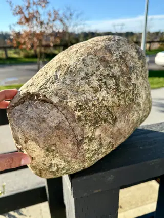 The cracked flat end of the very large ambergris piece on a deck rail, a hand beside it for scale