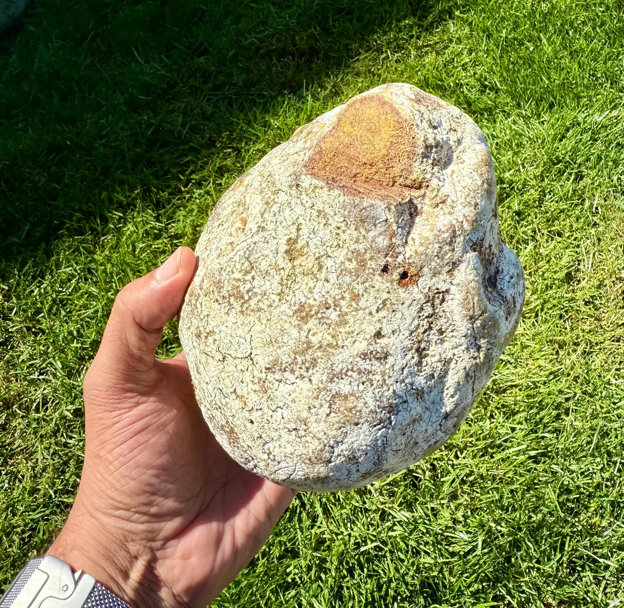 A large white ambergris piece with an orange patch, in hand over grass