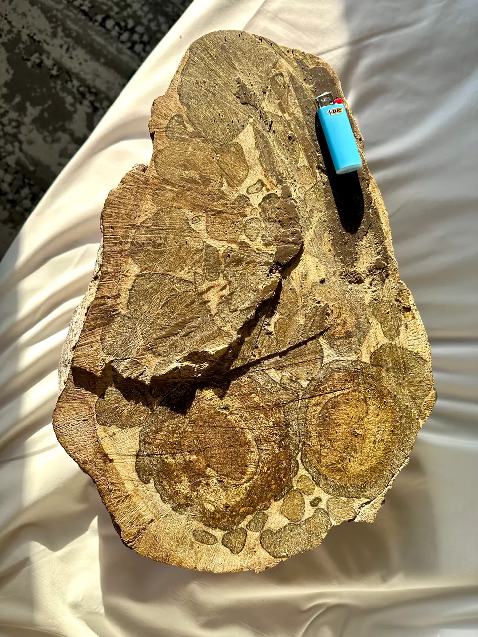 Light ambergris with a cut face showing round inclusions, a lighter for scale