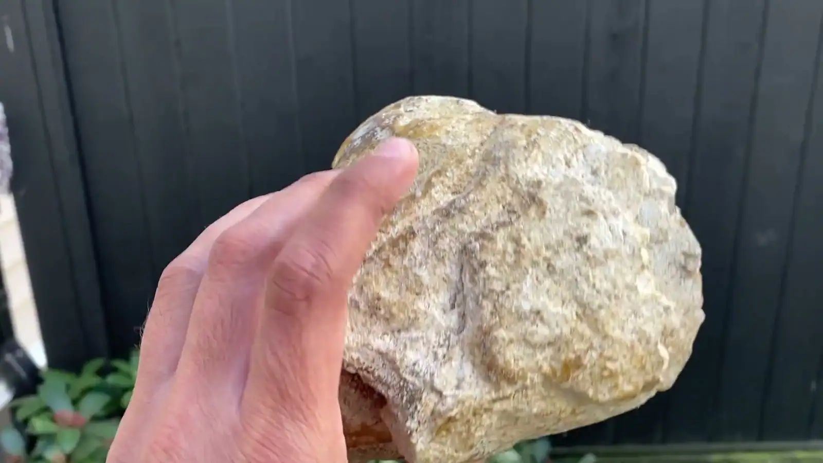 A pale cream ambergris piece held up in hand against a dark wooden fence