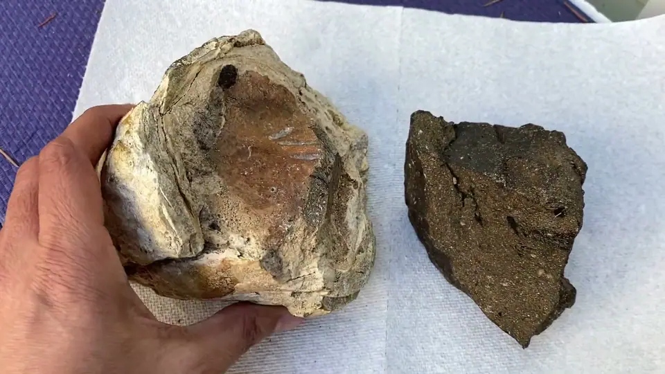 A light and a dark piece of ambergris side by side, for comparing grades