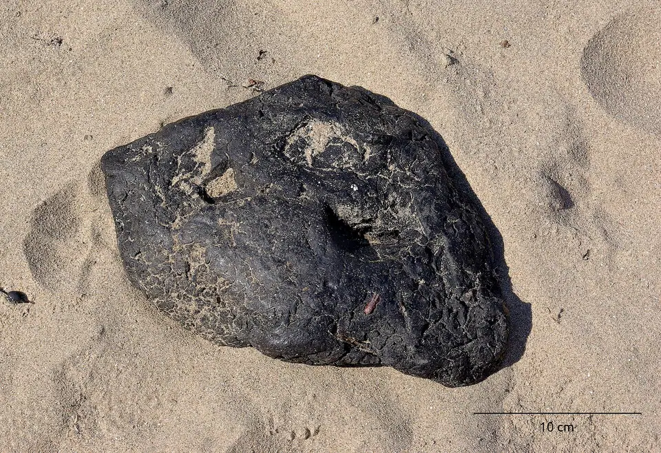 A black tar ball lying on beach sand beside a 10 cm scale bar