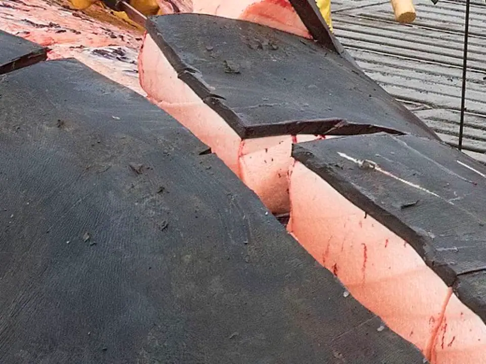 A thick layer of pale whale blubber under black skin, cut open on a bowhead whale