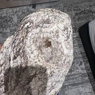 One end of the mottled grey ambergris piece, with a round depression, on carpet