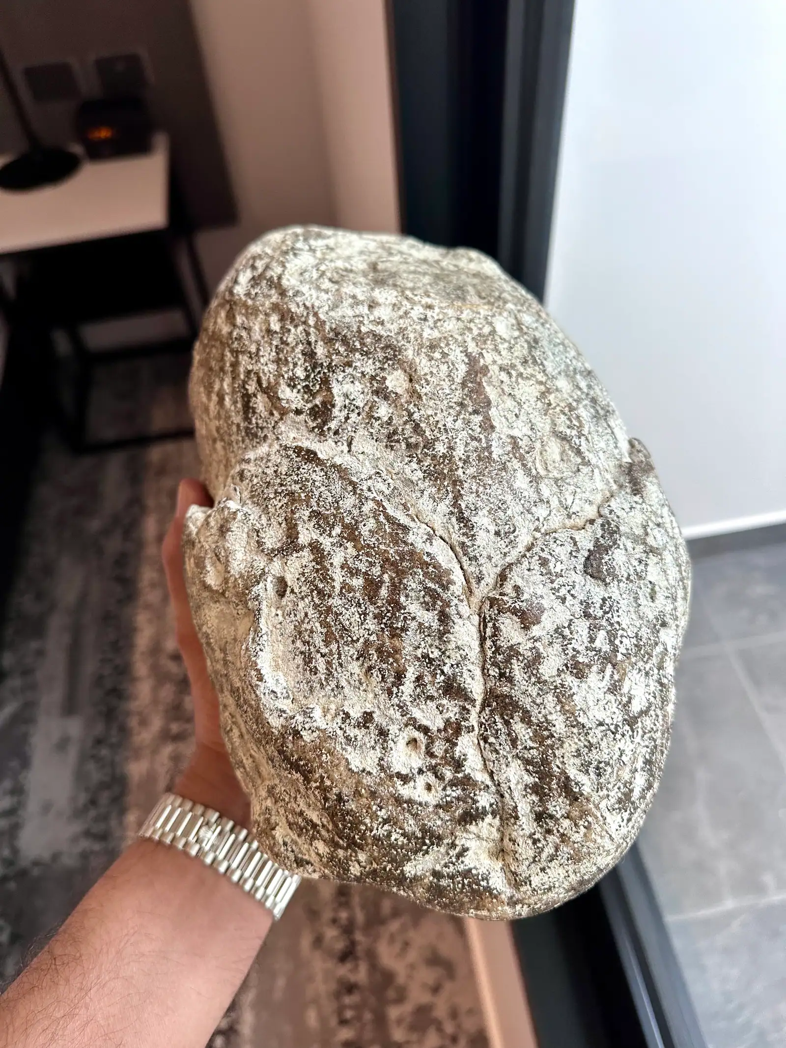 A large mottled grey-white ambergris piece in hand