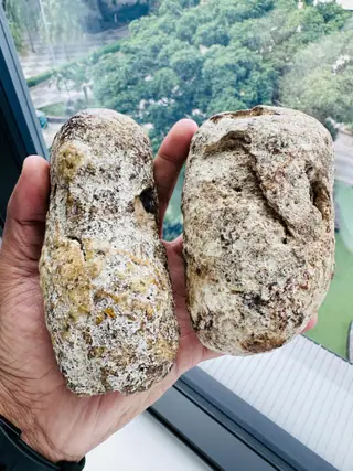 The pair of elongated pale ambergris pieces held up at a high-rise window
