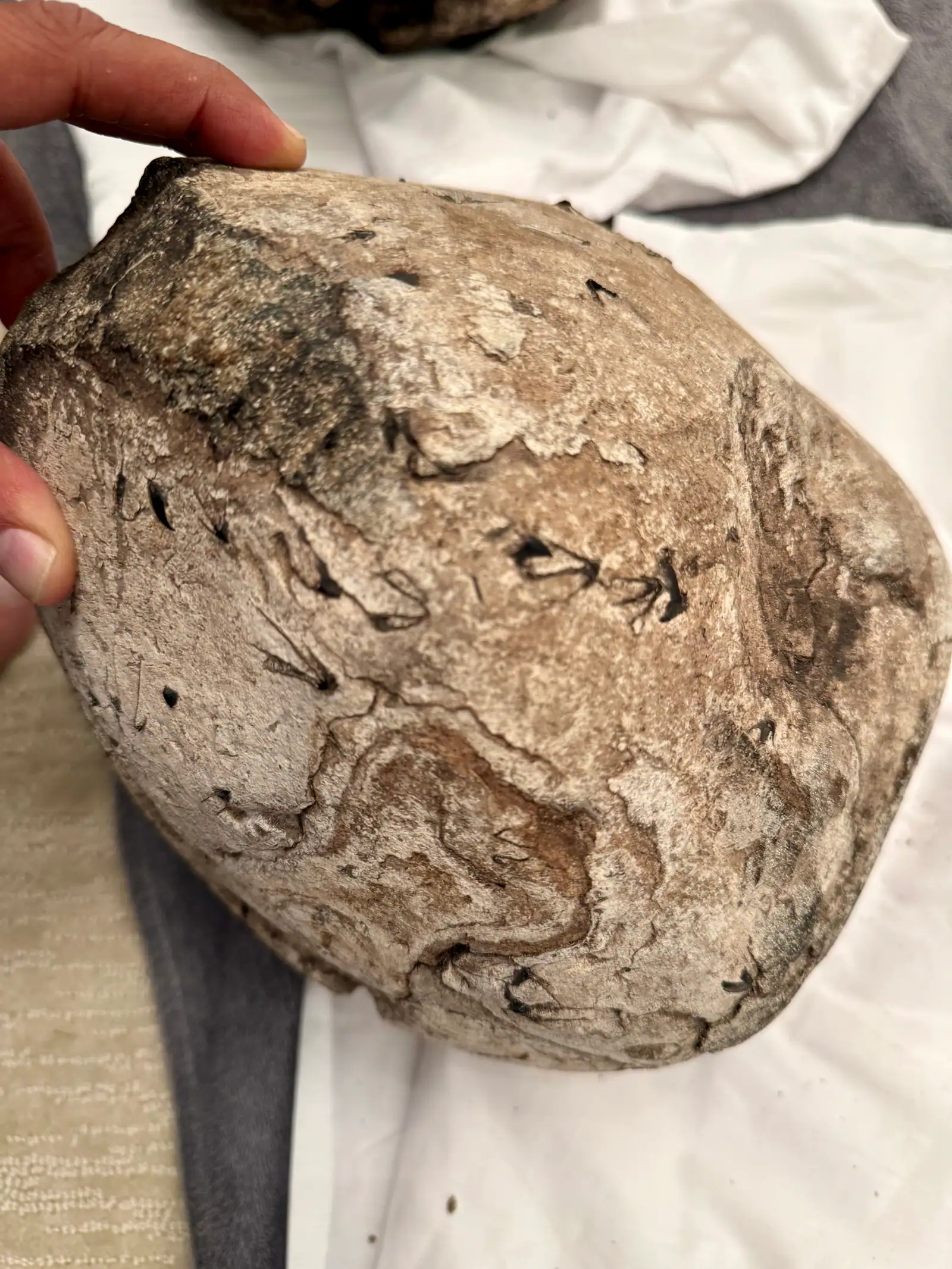 Close-up of dark swirl lines on a pale piece of ambergris