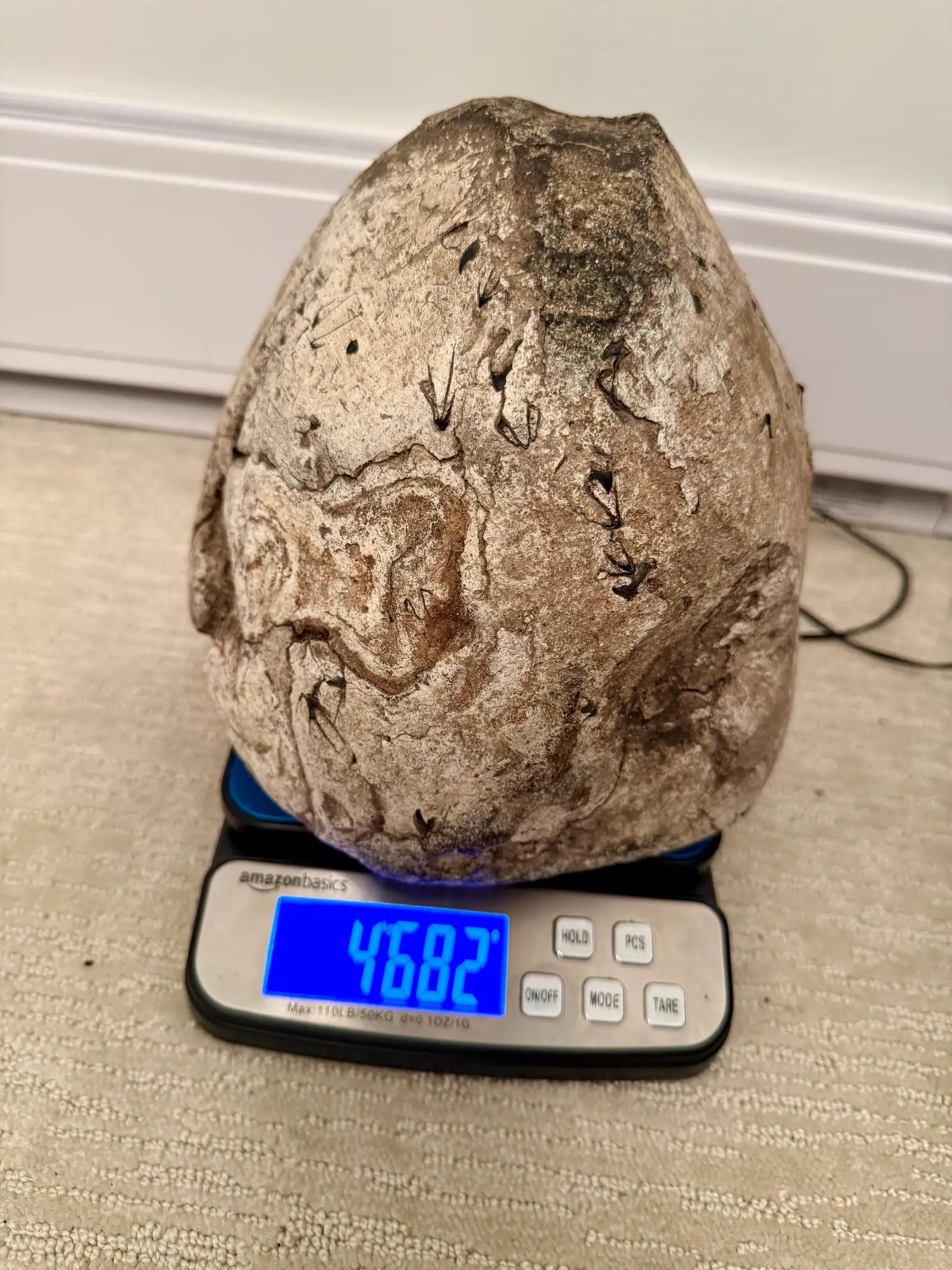 An egg-shaped pale grey ambergris piece on a scale reading 4.682