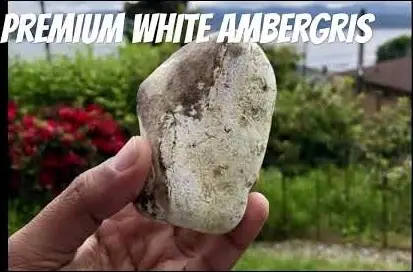 Pale white ambergris held in hand in a garden, from the Premium White Ambergris video