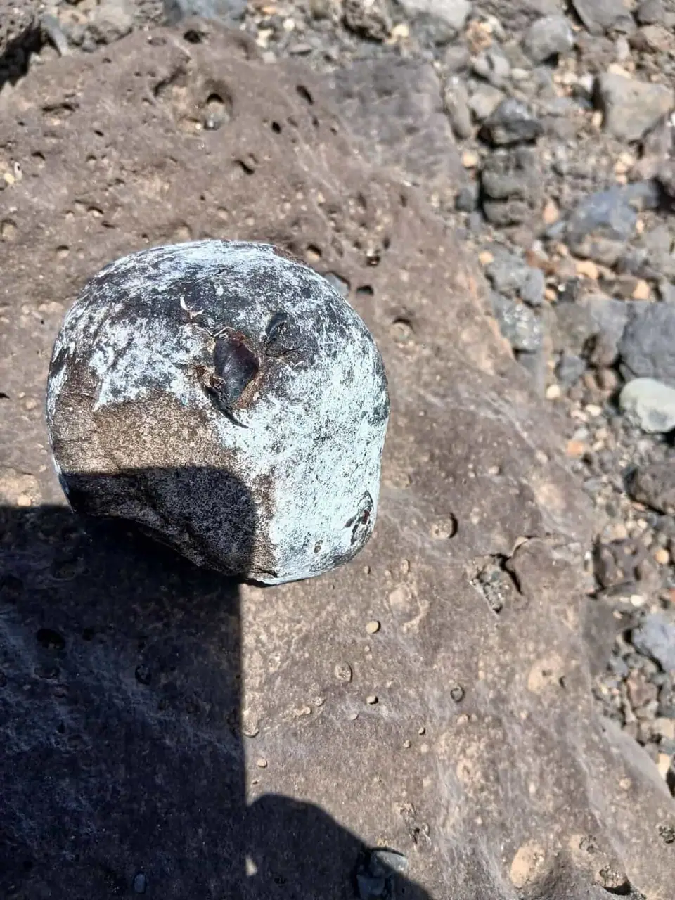 A squid beak embedded in a grey and white piece of ambergris