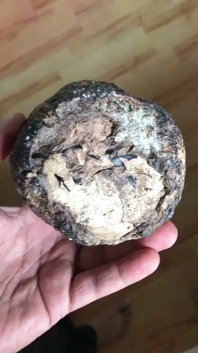 Squid beaks embedded in the broken face of a piece of ambergris