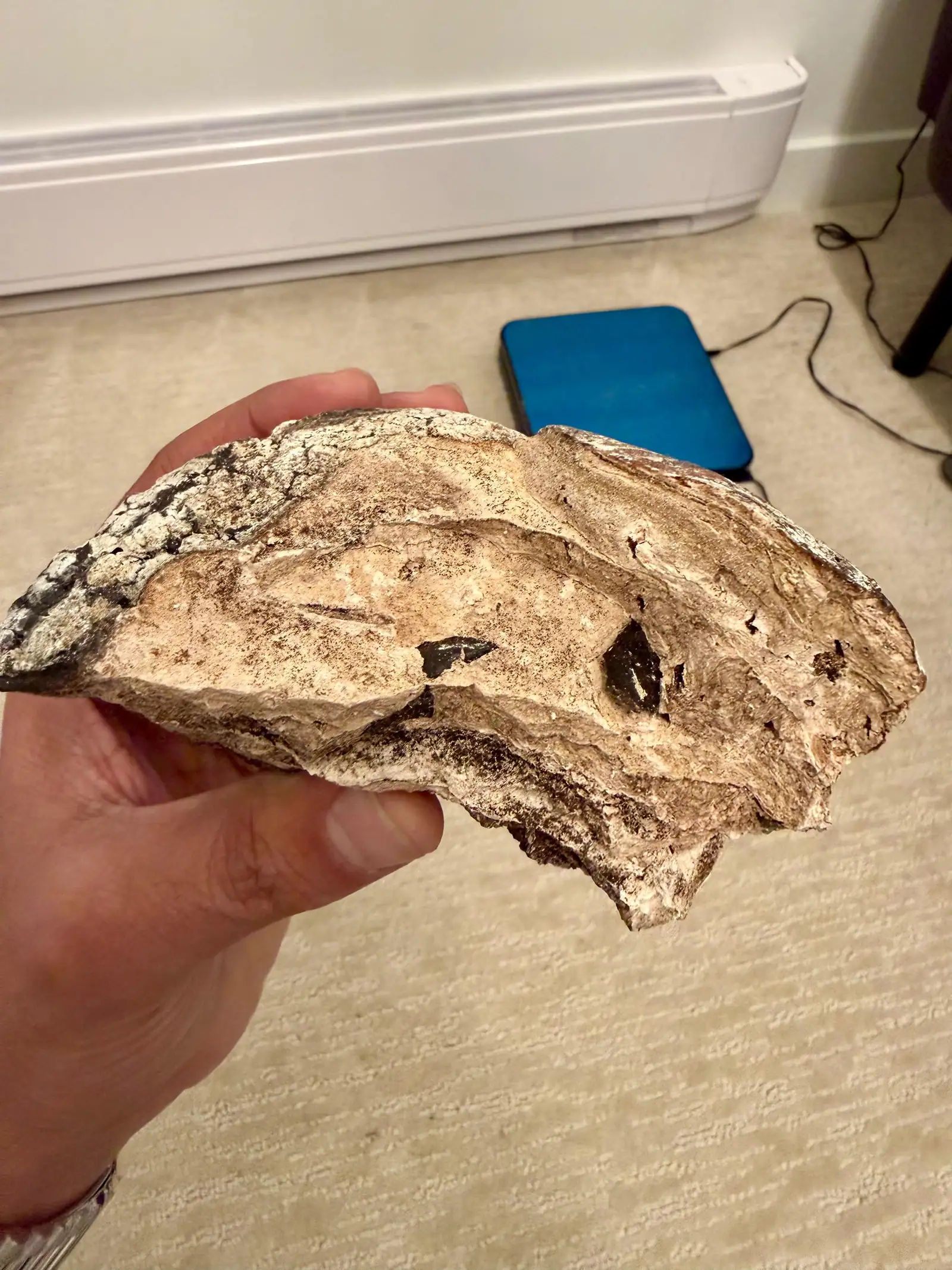 A broken piece of ambergris showing its layered tan interior