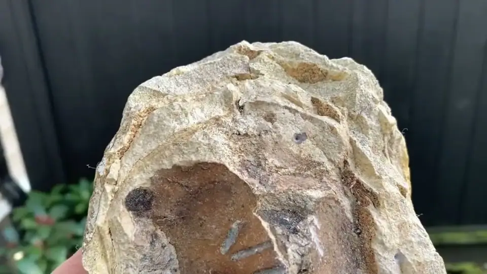 Pale ambergris with a broken face showing squid beak inclusions