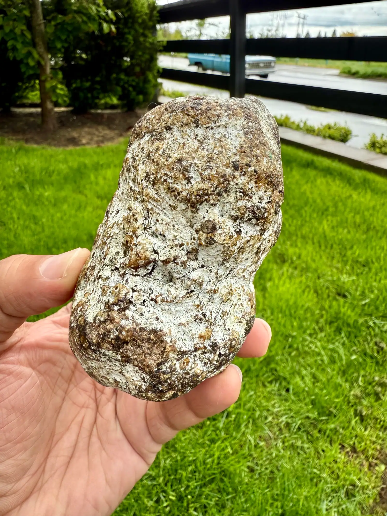 An elongated piece of ambergris with a white and brown crackled crust, held in hand outdoors