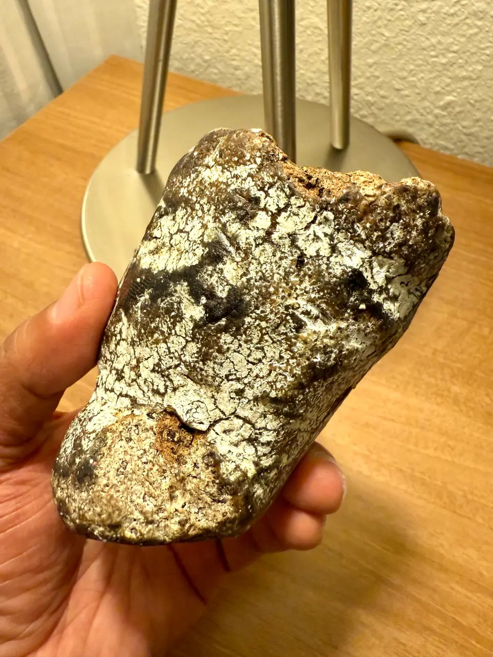 A piece of ambergris with a white crackled crust, held in hand
