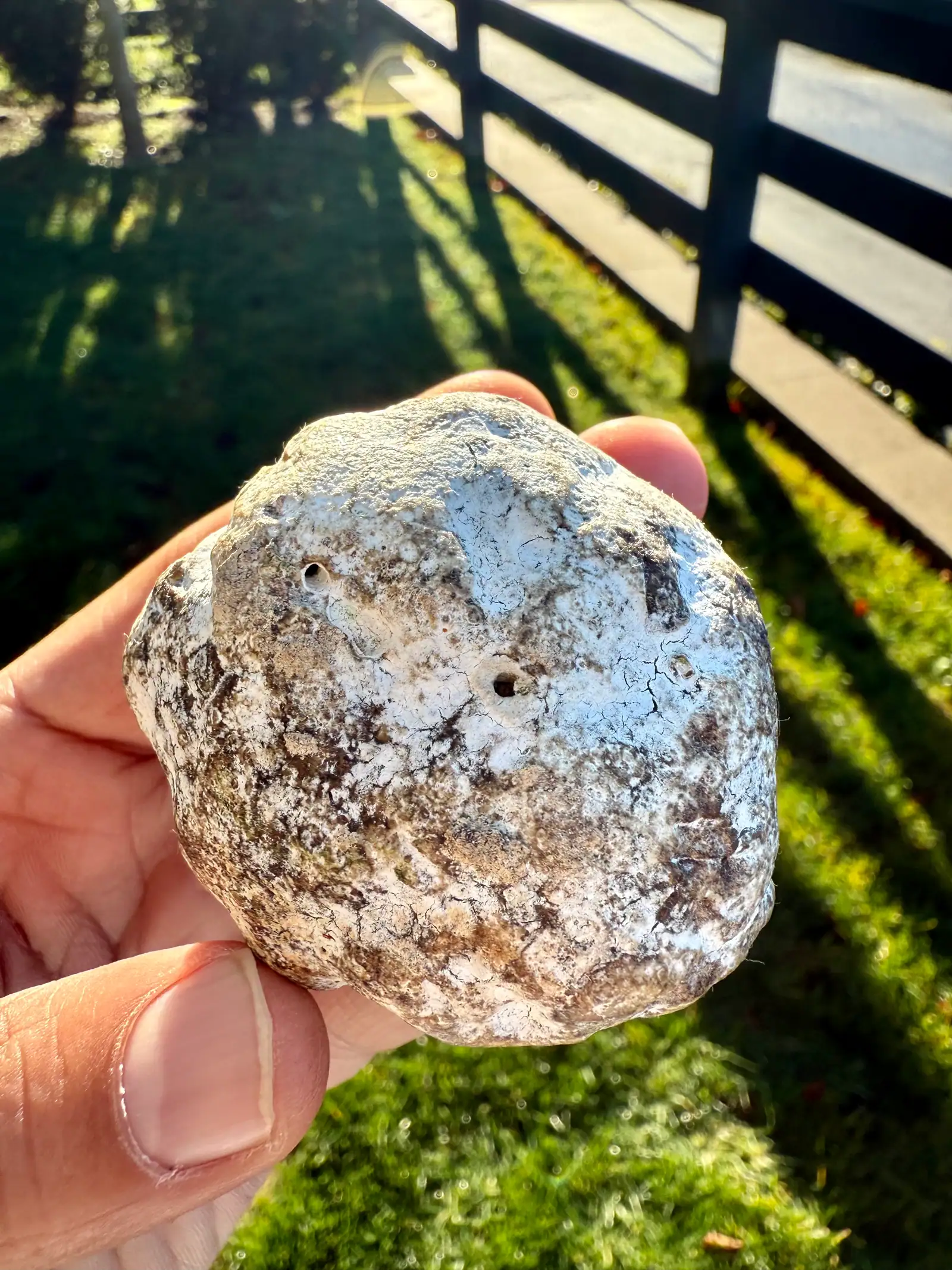 A round white-crusted ambergris piece with two small holes, in hand