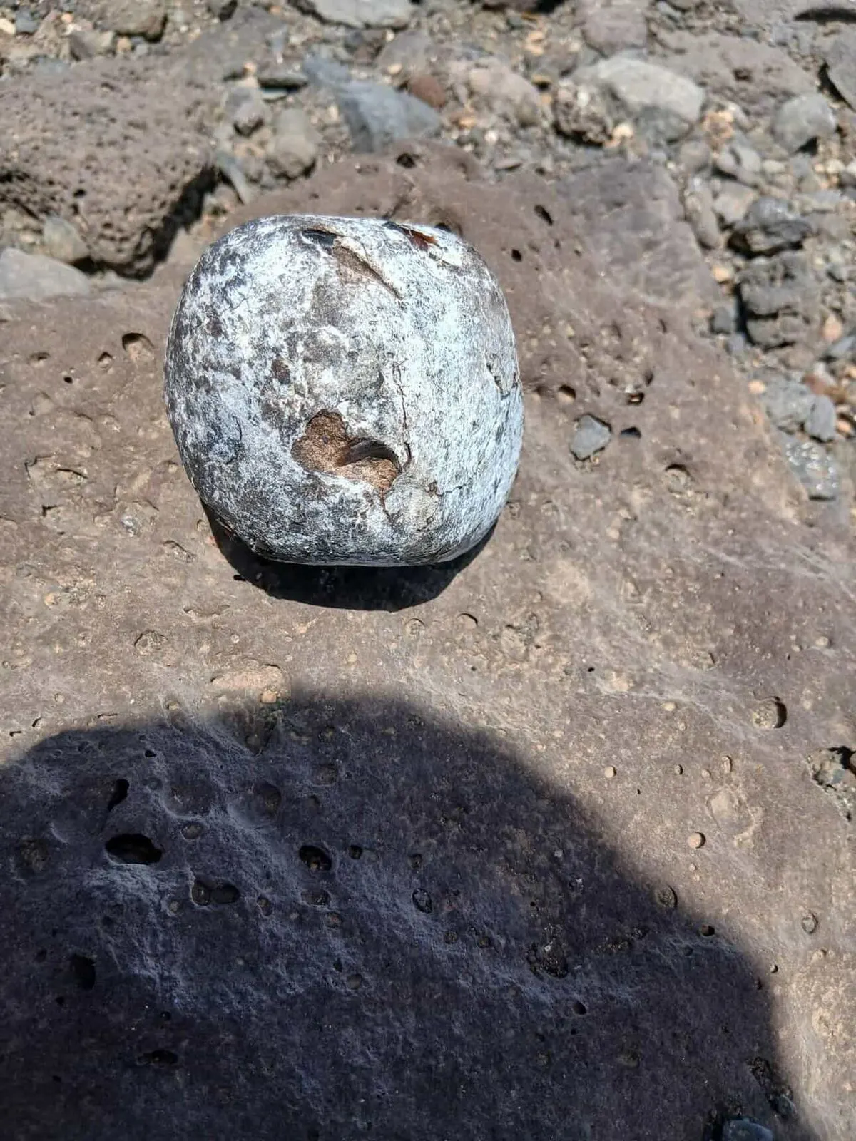 White ambergris specimen resting on coastal rock in sunlight